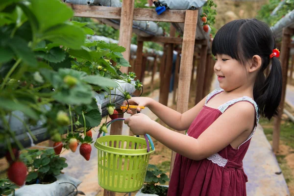 Child pluck strawberry — Stock Photo, Image