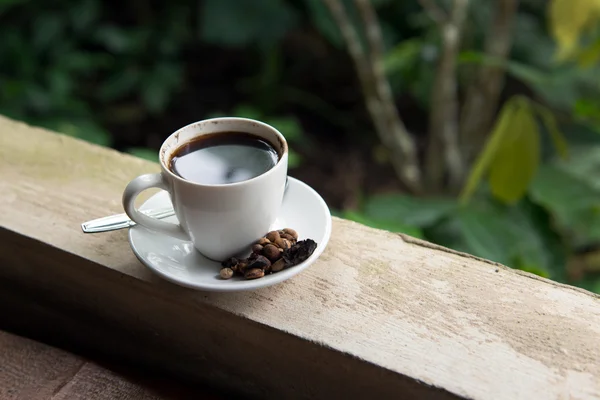 Kopi Luwak — Fotografia de Stock