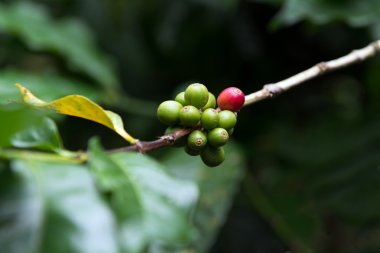 kahve meyveleri