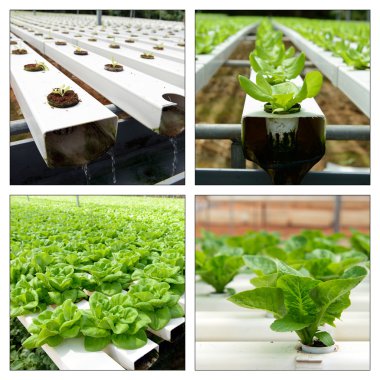Hydroponic kolaj