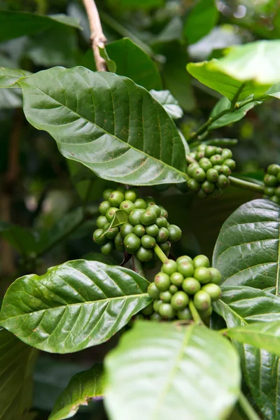 Coffee plant — Stock Photo, Image