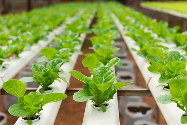 Hydroponic vegetable — Stock Photo, Image