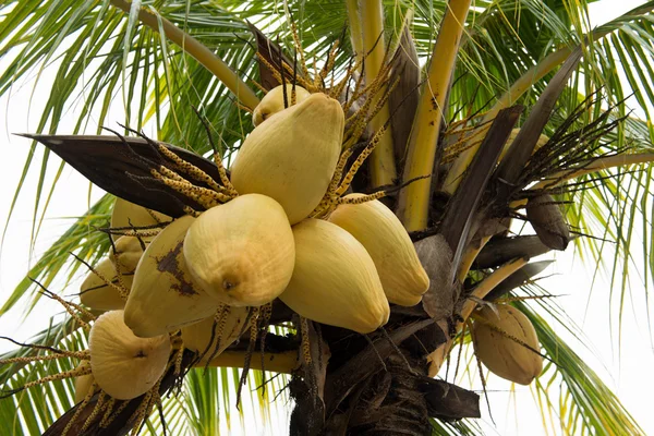 Albero di cocco — Foto Stock