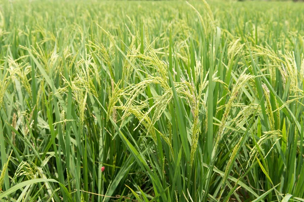 Campo de arroz —  Fotos de Stock