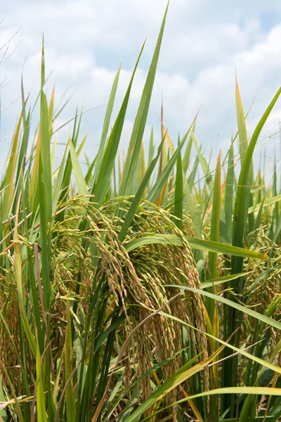 Campo de Paddy — Fotografia de Stock