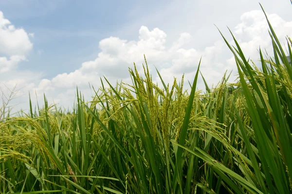 Campo de Paddy — Fotografia de Stock