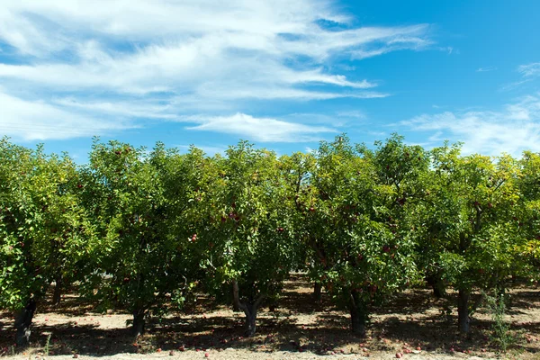 Huerto de manzana — Foto de Stock