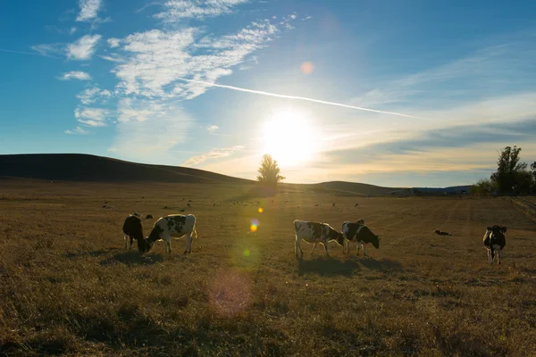 Kor äter gräs — Stockfoto