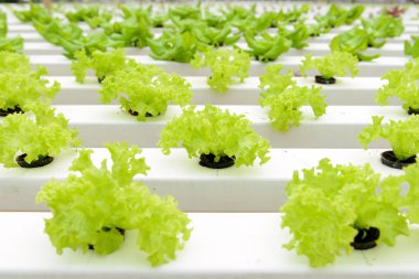 Hydroponic sebzeler