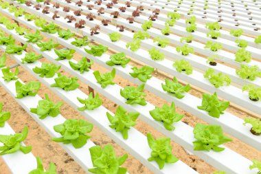 Hydroponic sebzeler