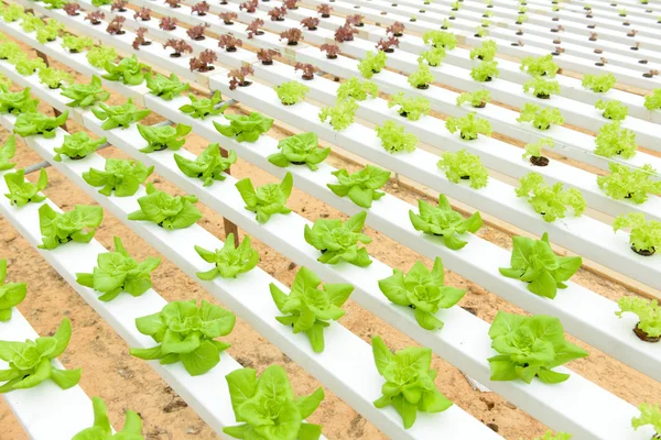 Hydroponic sebzeler — Stok fotoğraf