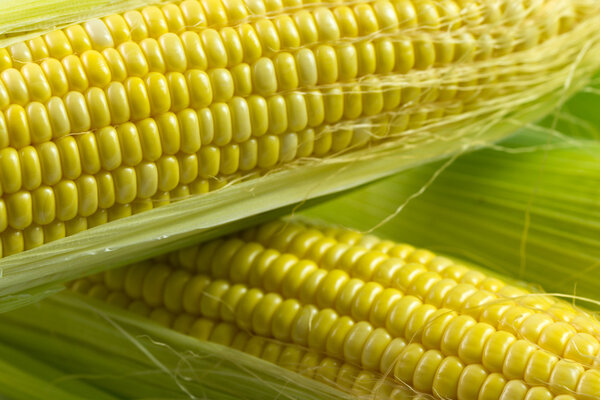 Кукурузный початок
