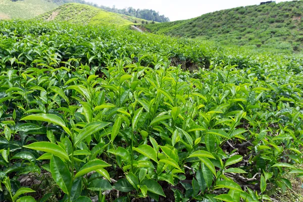 Tebladen på teplantage — Stockfoto