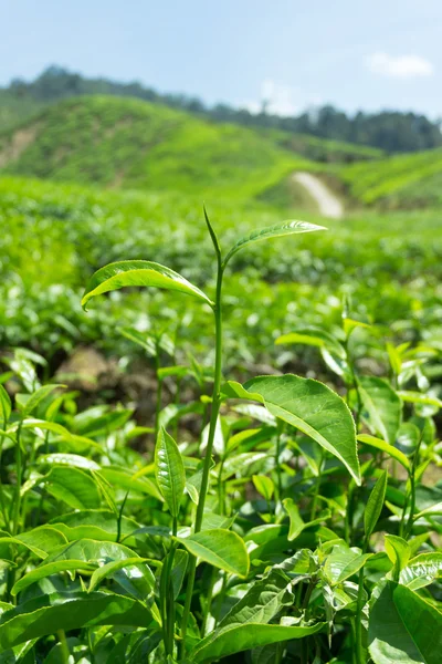 Чайне листя на чайній плантації — стокове фото