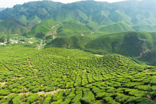 Plantación de té —  Fotos de Stock