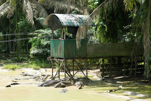 Granja de cocodrilos — Foto de Stock