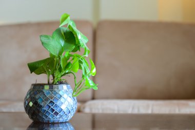 yeşil yaprakları ile vazo