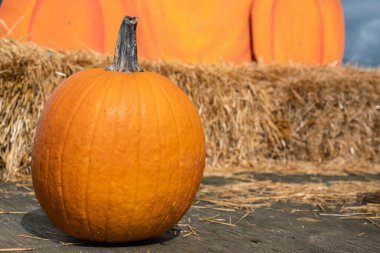 Balkabağı tarlasında satılık.