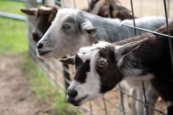 Három kecske a kerítés mögött. — Stock Fotó