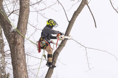 Ağaç cerrahı bir ağacı keser ve budar.