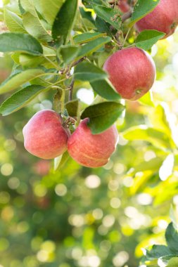 Olgun kırmızı elmalar yakın plan bir elma dalında.