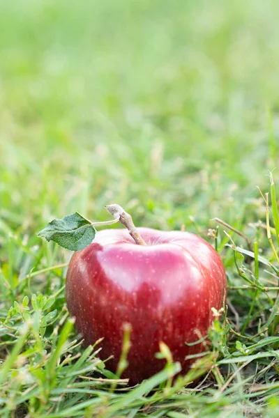 Red Ripe Apple Ground Orchard Garden Autumn Fall Harvest Background — Φωτογραφία Αρχείου