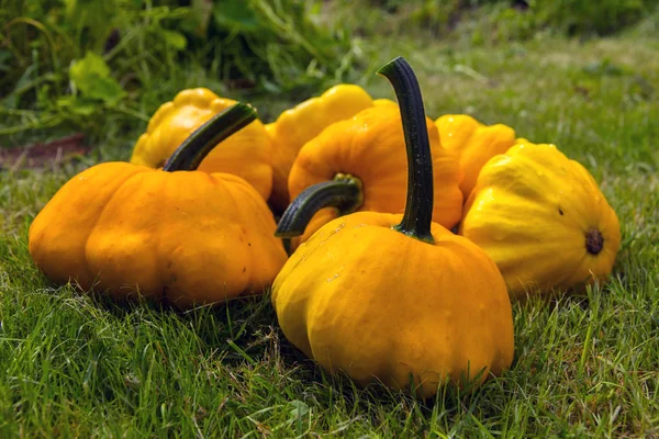 Pumpkin - Cucurbita pepo (Patissons) — Stock Photo, Image