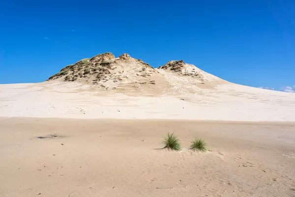Dunes in Slowinski national park. Leba, Poland. — Stockfoto