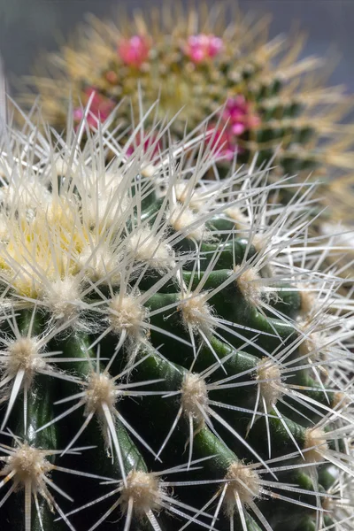 Cacti. — Stock Photo, Image