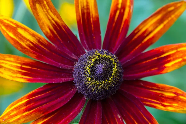 โคเนลฟลาวเวอร์ (Rudbeckia ) — ภาพถ่ายสต็อก