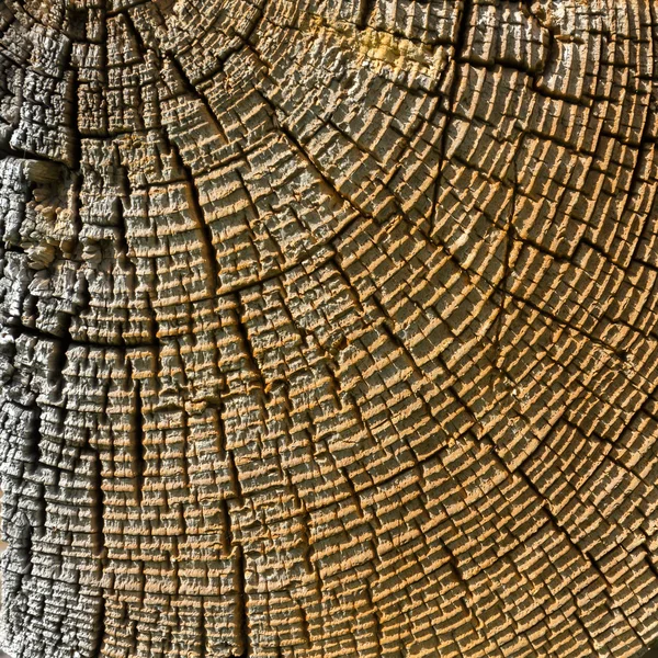 Wood cross section texture. — Stock Photo, Image
