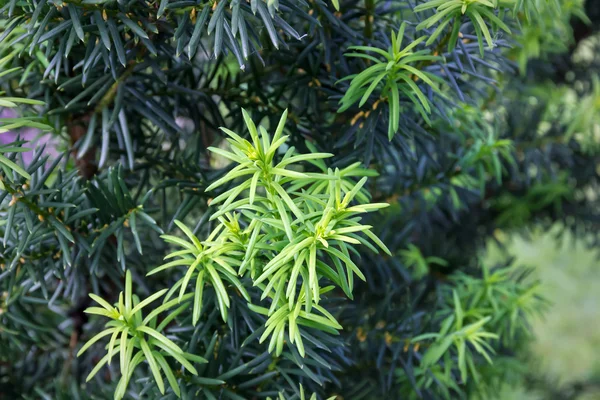주목 나무가 (taxus cuspidata)입니다. 일본 주목의 젊은 성장 지점 — 스톡 사진