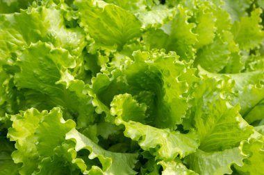 taze yeşil salata.
