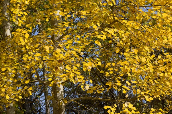 Folhagem amarela do álamo europeu (Populus tremula) no Outono . — Fotografia de Stock