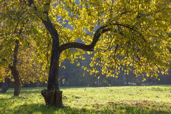 Árvore de maçã no outono. — Fotografia de Stock