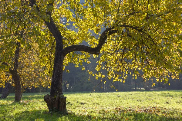 Äppelträd på hösten. — Stockfoto