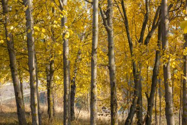 sonbaharda Avrupa titrek kavak (populus tremula) grove.