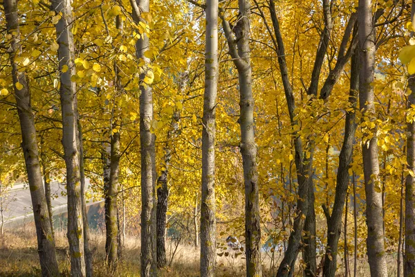 Gaj Europejskiej osika (populus tremula) jesienią. — Zdjęcie stockowe