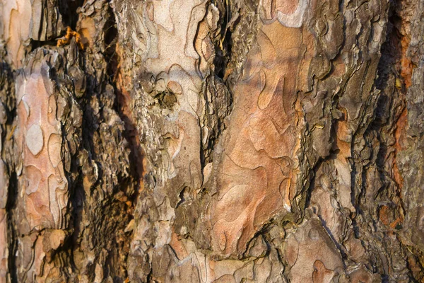 Pine tree bark texture. — Stock Photo, Image