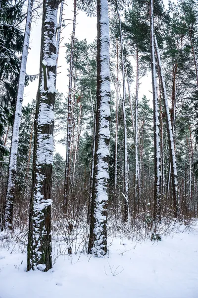 Snow on trees in winter forest. — Stock Photo, Image