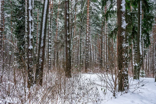 Neve em piny e floresta de abeto . — Fotografia de Stock