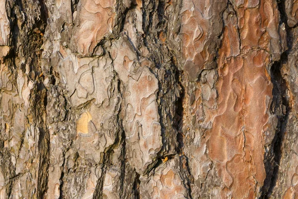Pine tree bark texture. — Stock Photo, Image