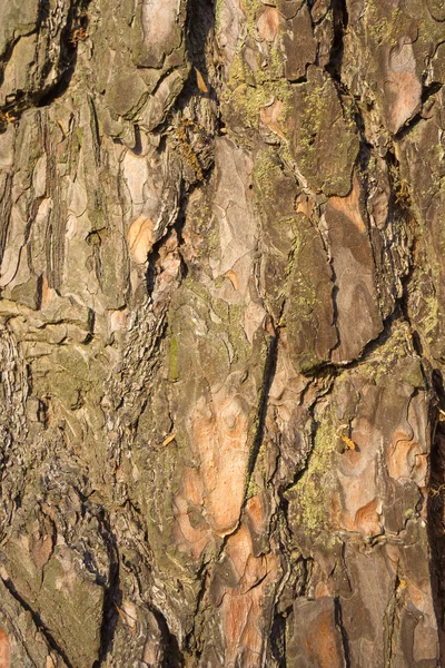 Pine tree bark texture. — Stock Photo, Image