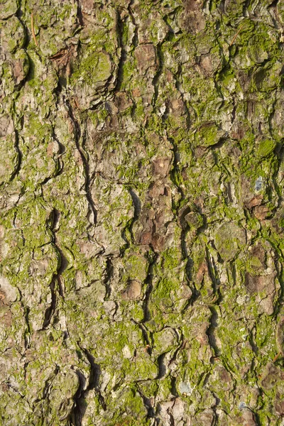 Bark of old fir tree. — Stock Photo, Image