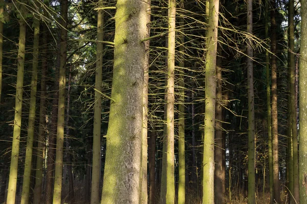 Jodła (picea) lasu. Stare świerki. — Zdjęcie stockowe