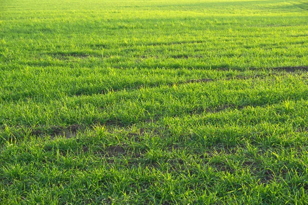 Fundo de grama verde. — Fotografia de Stock