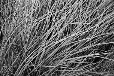 çim. doğal arka plan.