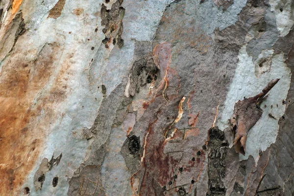 Eucalyptus bark texture — Stock Photo, Image