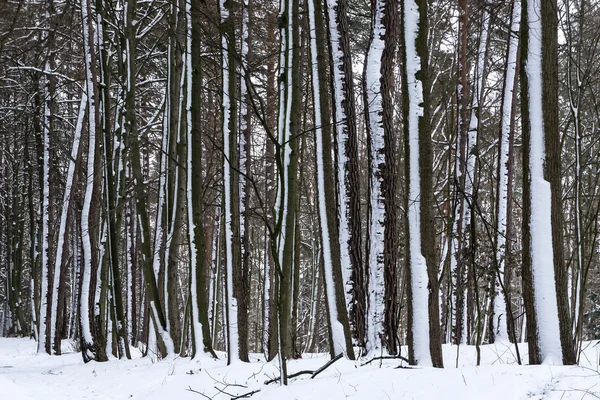 Snö på träden i vinter skog. — Stockfoto