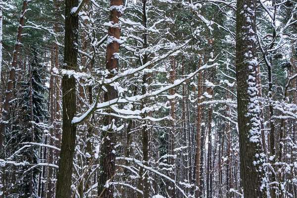 Neve em piny e floresta de abeto . — Fotografia de Stock